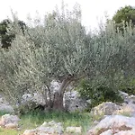 Διαμέρισμα Tomas